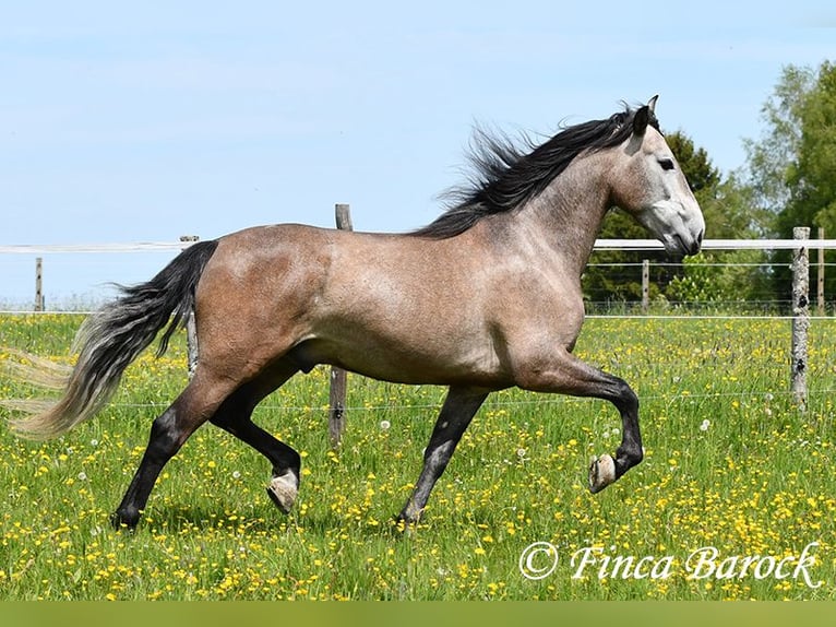 PRE Mestizo Caballo castrado 5 años 162 cm Tordo in Wiebelsheim