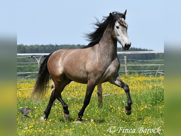 PRE Mestizo Caballo castrado 5 años 162 cm Tordo in Wiebelsheim