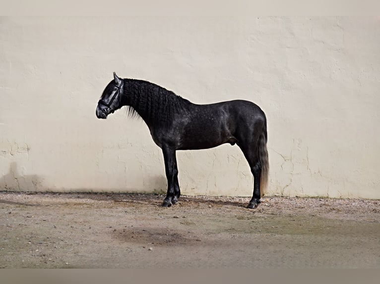 PRE Mestizo Caballo castrado 5 años 162 cm Tordo in BoroxBorox