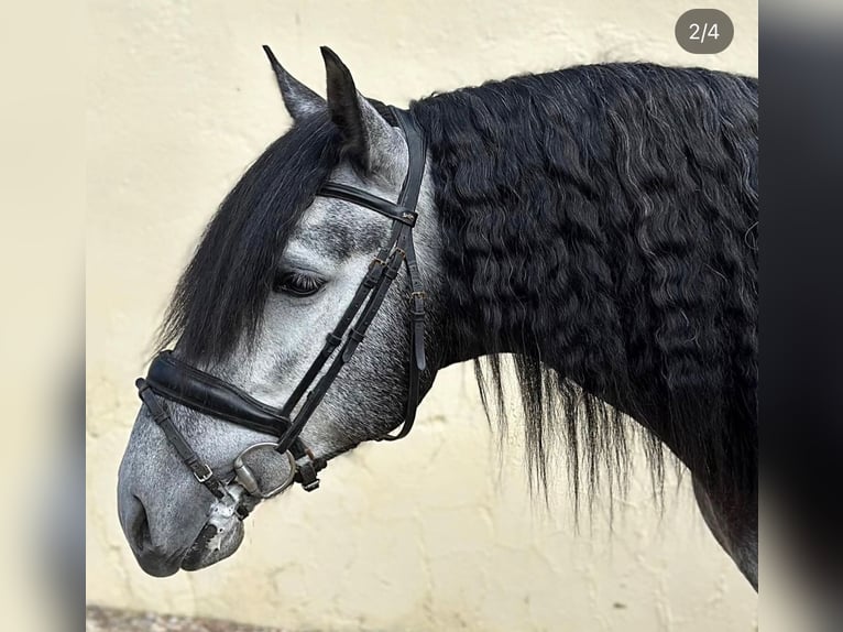 PRE Mestizo Caballo castrado 5 años 162 cm Tordo in BoroxBorox