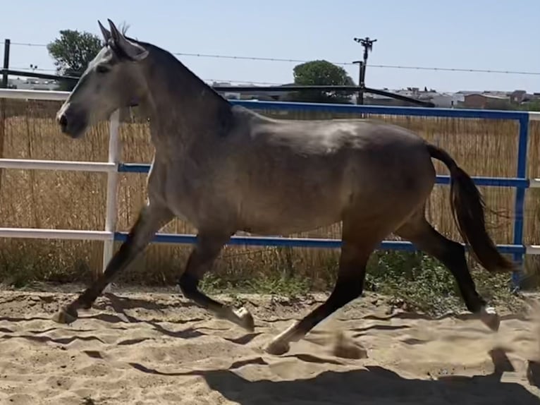 PRE Caballo castrado 5 años 162 cm Tordo in Fuentes De Andalucia