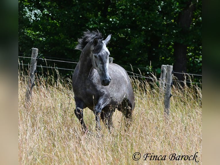 PRE Mestizo Caballo castrado 5 años 162 cm Tordo in Wiebelsheim