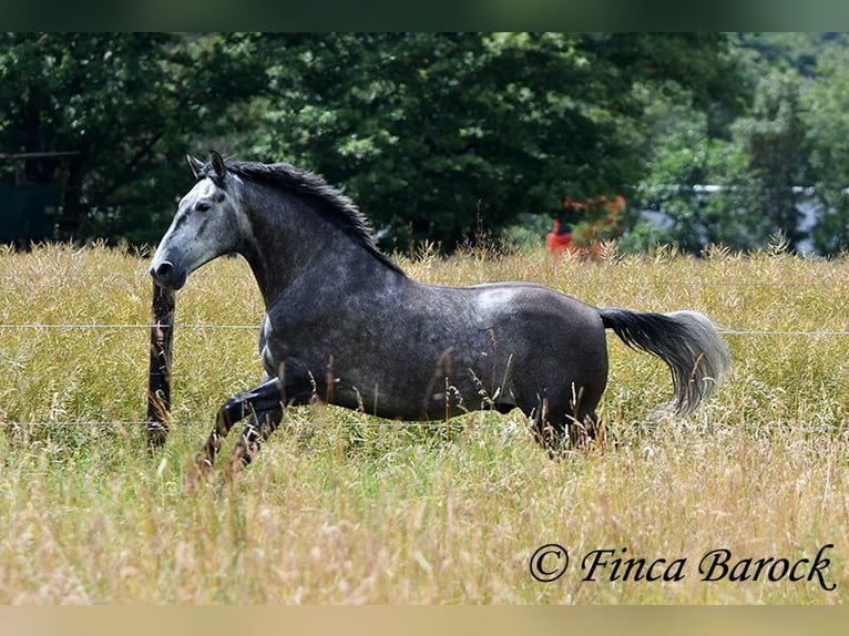 PRE Mestizo Caballo castrado 5 años 162 cm Tordo in Wiebelsheim