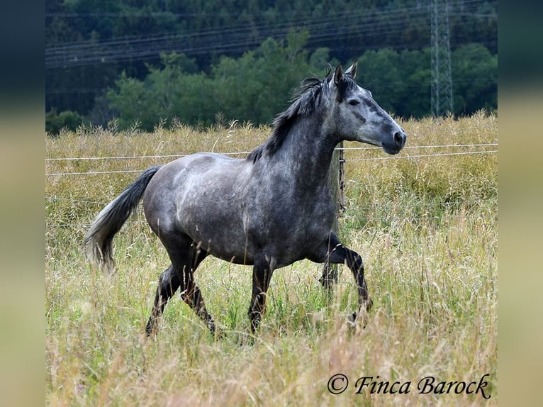 PRE Mestizo Caballo castrado 5 años 162 cm Tordo in Wiebelsheim