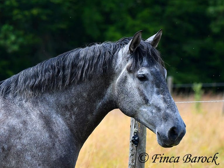 PRE Mestizo Caballo castrado 5 años 162 cm Tordo in Wiebelsheim