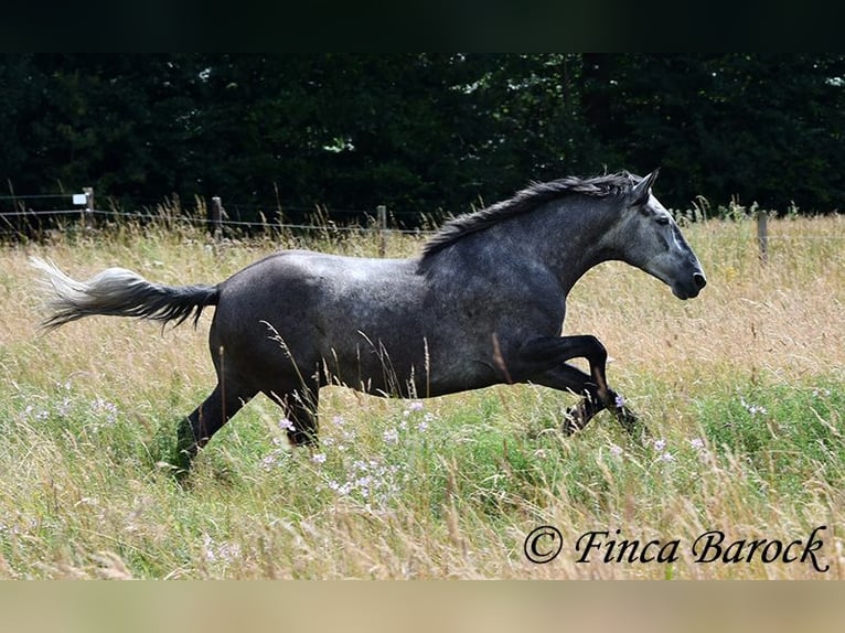 PRE Mestizo Caballo castrado 5 años 162 cm Tordo in Wiebelsheim