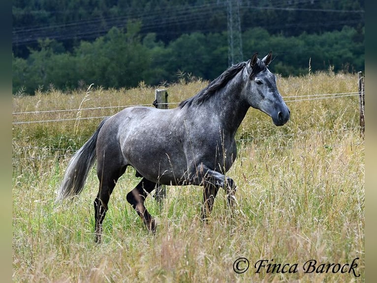 PRE Mestizo Caballo castrado 5 años 162 cm Tordo in Wiebelsheim