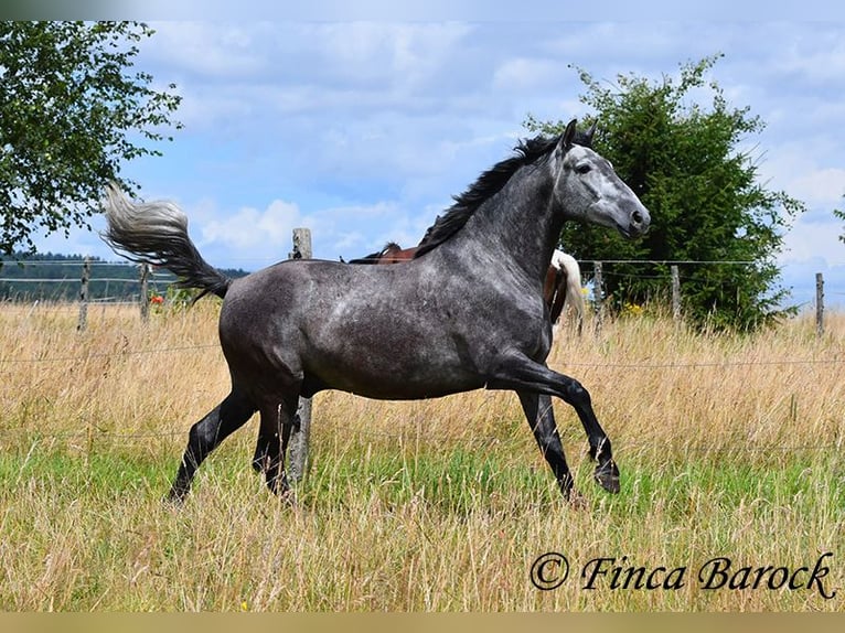 PRE Mestizo Caballo castrado 5 años 162 cm Tordo in Wiebelsheim