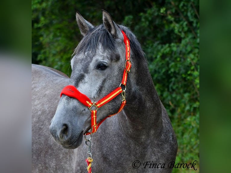 PRE Mestizo Caballo castrado 5 años 162 cm Tordo in Wiebelsheim