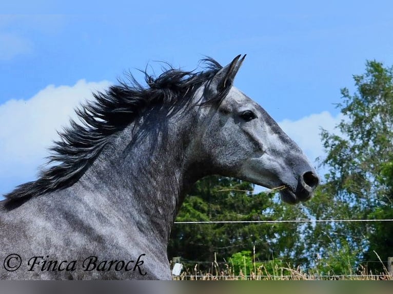 PRE Mestizo Caballo castrado 5 años 162 cm Tordo in Wiebelsheim