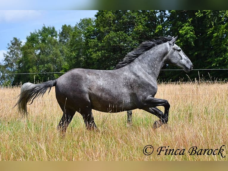 PRE Mestizo Caballo castrado 5 años 162 cm Tordo in Wiebelsheim