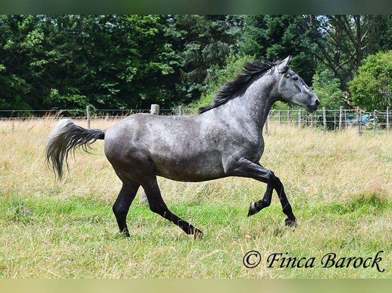 PRE Mestizo Caballo castrado 5 años 162 cm Tordo in Wiebelsheim