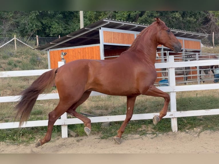 PRE Mestizo Caballo castrado 5 años 163 cm Alazán in Herzberg am Harz
