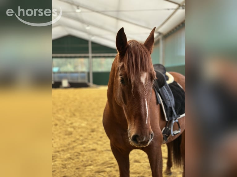 PRE Caballo castrado 5 años 163 cm Alazán in Geldern
