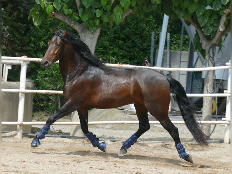 PRE Mestizo Caballo castrado 5 años 163 cm in Barcelona