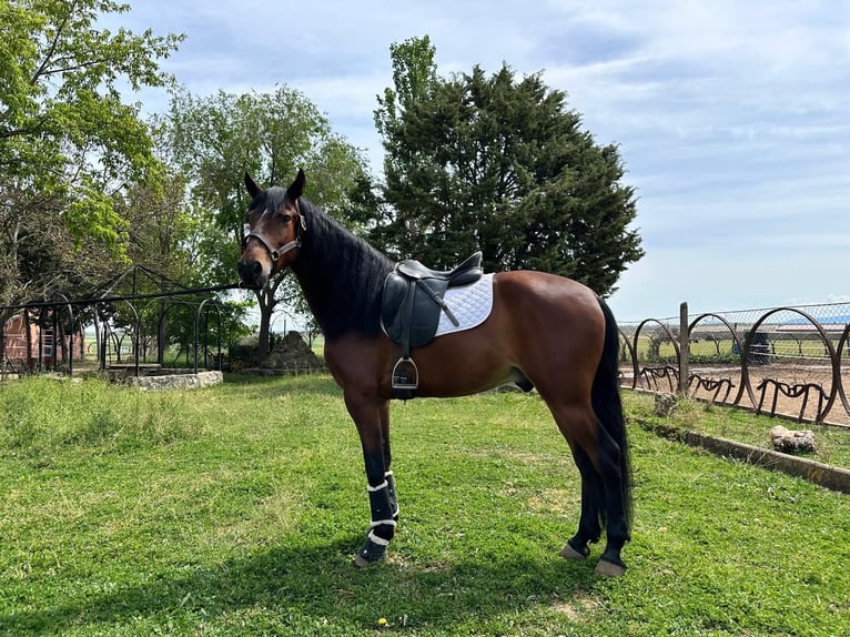 PRE Mestizo Caballo castrado 5 años 163 cm Castaño in Grajera