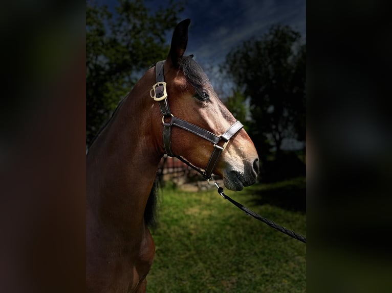 PRE Mestizo Caballo castrado 5 años 163 cm Castaño in Grajera