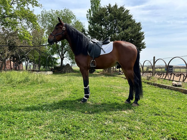 PRE Mestizo Caballo castrado 5 años 163 cm Castaño in Grajera