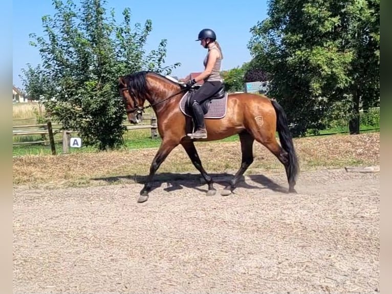 PRE Caballo castrado 5 años 163 cm Castaño oscuro in Karlshuld
