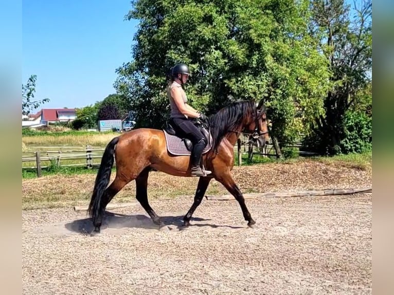 PRE Caballo castrado 5 años 163 cm Castaño oscuro in Karlshuld
