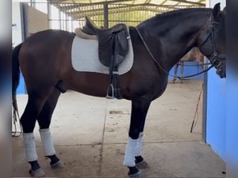 PRE Mestizo Caballo castrado 5 años 163 cm Castaño rojizo in Sevilla