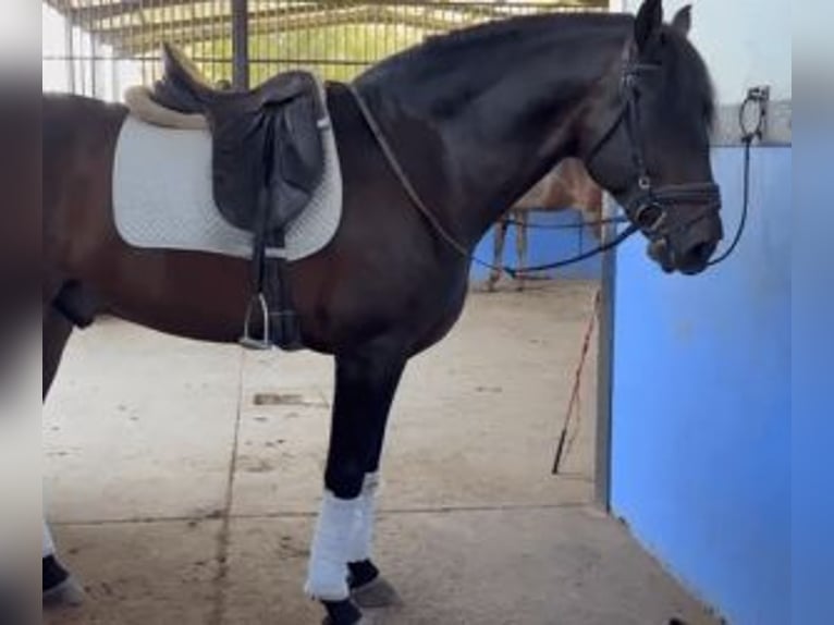PRE Mestizo Caballo castrado 5 años 163 cm Castaño rojizo in Sevilla