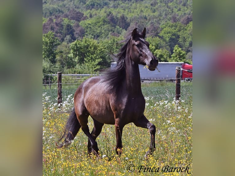 PRE Mestizo Caballo castrado 5 años 163 cm Negro in Wiebelsheim