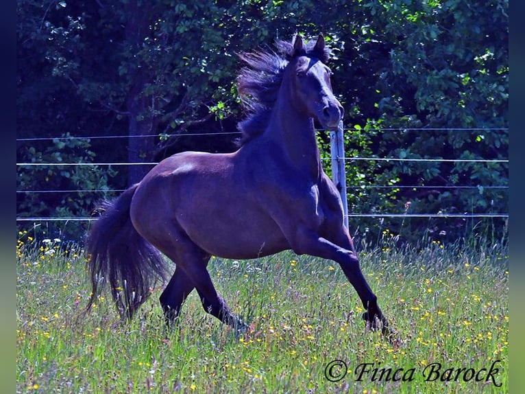 PRE Mestizo Caballo castrado 5 años 163 cm Negro in Wiebelsheim