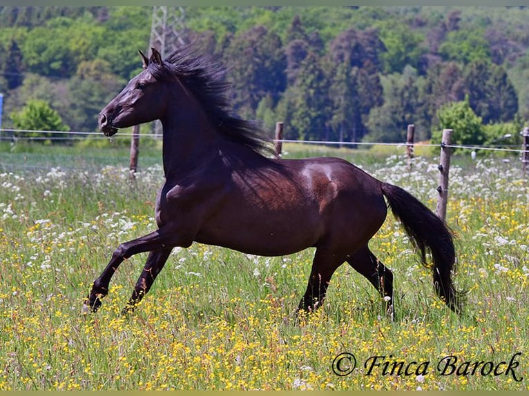 PRE Mestizo Caballo castrado 5 años 163 cm Negro in Wiebelsheim