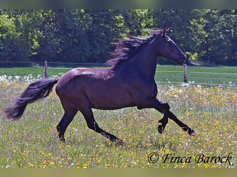 PRE Mestizo Caballo castrado 5 años 163 cm Negro in Wiebelsheim