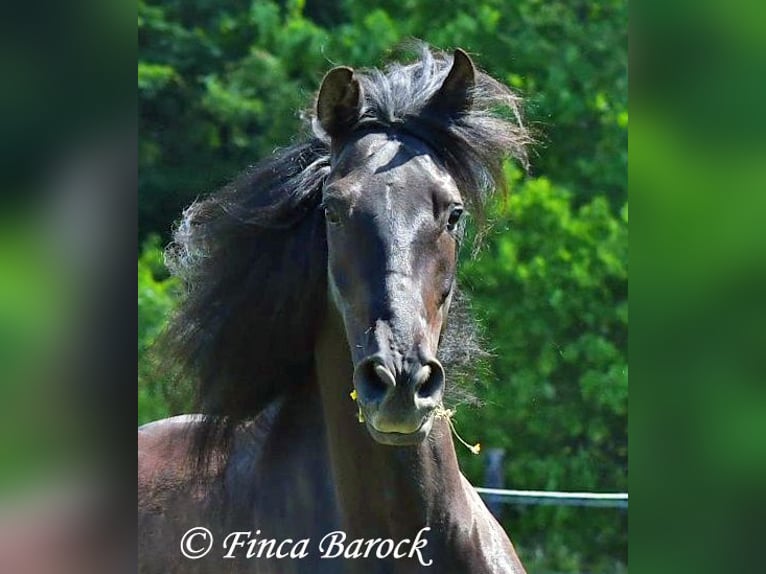 PRE Mestizo Caballo castrado 5 años 163 cm Negro in Wiebelsheim