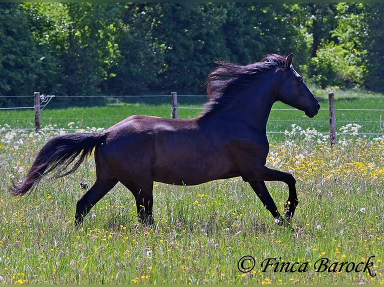 PRE Mestizo Caballo castrado 5 años 163 cm Negro in Wiebelsheim
