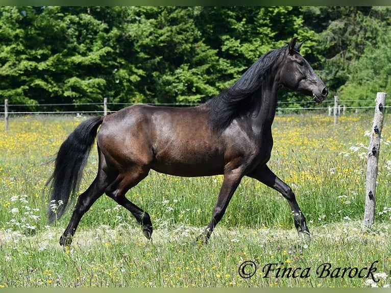PRE Mestizo Caballo castrado 5 años 163 cm Negro in Wiebelsheim