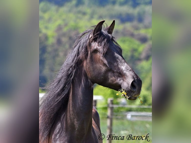 PRE Mestizo Caballo castrado 5 años 163 cm Negro in Wiebelsheim