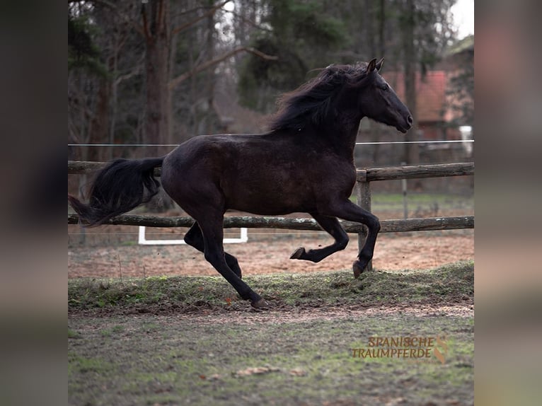 PRE Mestizo Caballo castrado 5 años 163 cm Negro in Traventhal