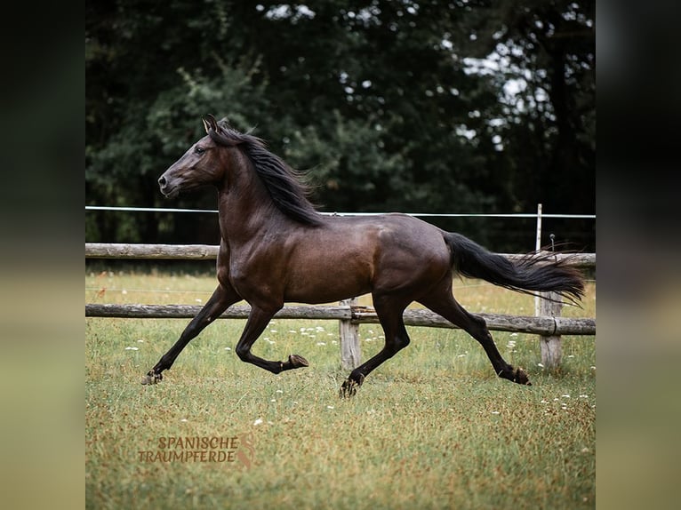 PRE Mestizo Caballo castrado 5 años 163 cm Negro in Traventhal