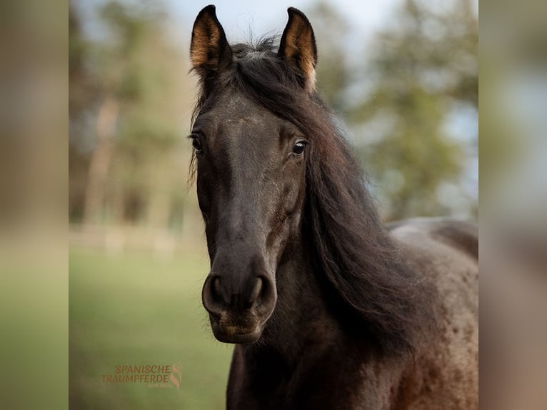 PRE Mestizo Caballo castrado 5 años 163 cm Negro in Traventhal