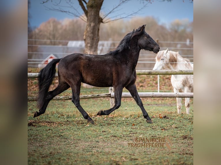 PRE Mestizo Caballo castrado 5 años 163 cm Negro in Traventhal