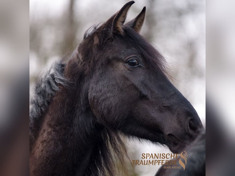 PRE Mestizo Caballo castrado 5 años 163 cm Negro in Traventhal