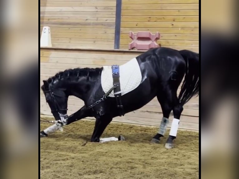 PRE Mestizo Caballo castrado 5 años 163 cm Negro in Madison, GA