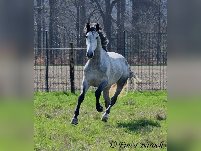 PRE Caballo castrado 5 años 163 cm Tordo in Wiebelsheim