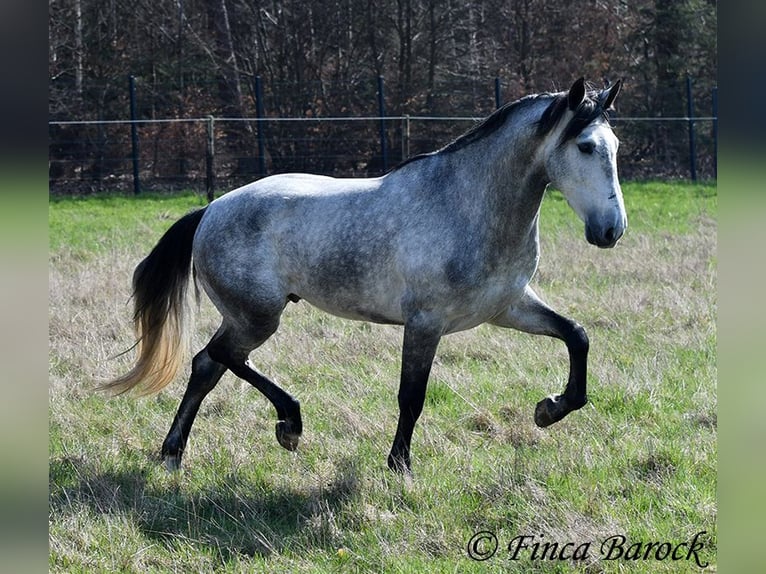 PRE Caballo castrado 5 años 163 cm Tordo in Wiebelsheim