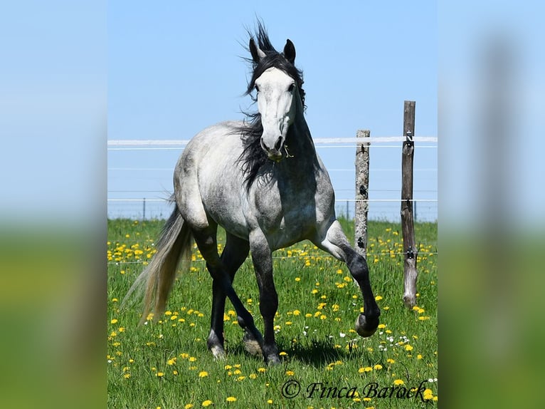 PRE Caballo castrado 5 años 163 cm Tordo in Wiebelsheim