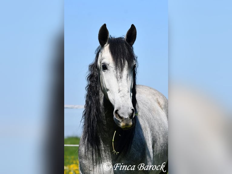 PRE Caballo castrado 5 años 163 cm Tordo in Wiebelsheim