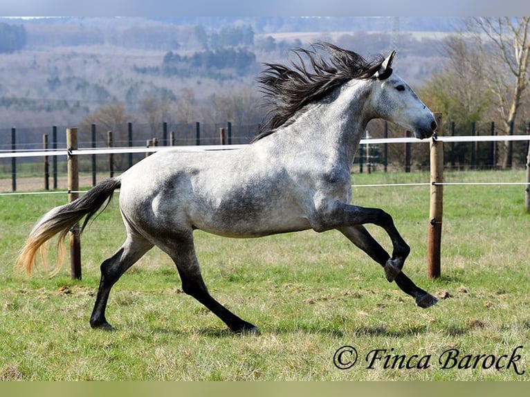 PRE Caballo castrado 5 años 163 cm Tordo in Wiebelsheim