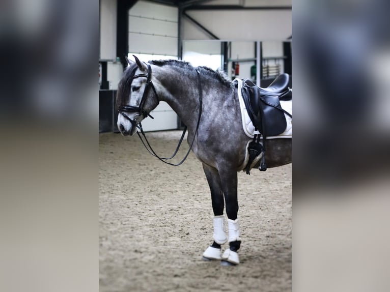 PRE Mestizo Caballo castrado 5 años 163 cm Tordo in Sm