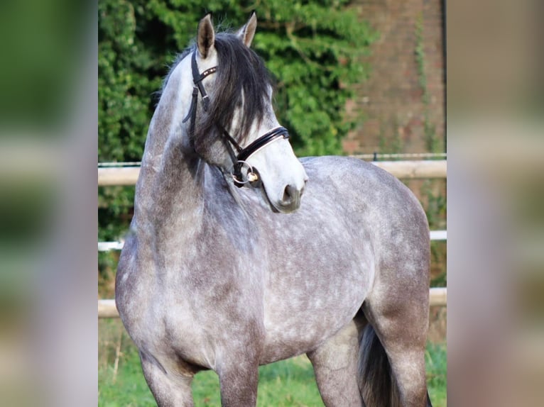 PRE Mestizo Caballo castrado 5 años 163 cm Tordo in Sm