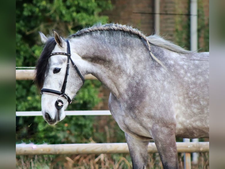 PRE Mestizo Caballo castrado 5 años 163 cm Tordo in Sm