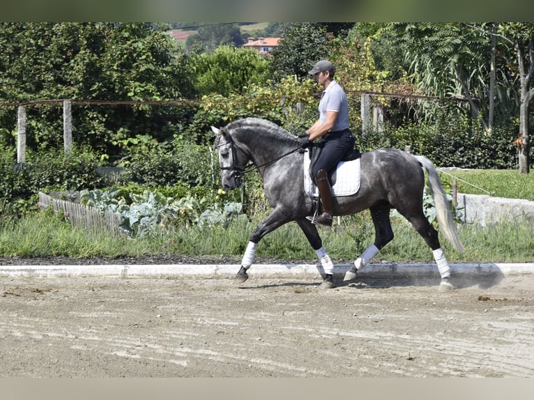 PRE Caballo castrado 5 años 163 cm Tordo in Guimarães