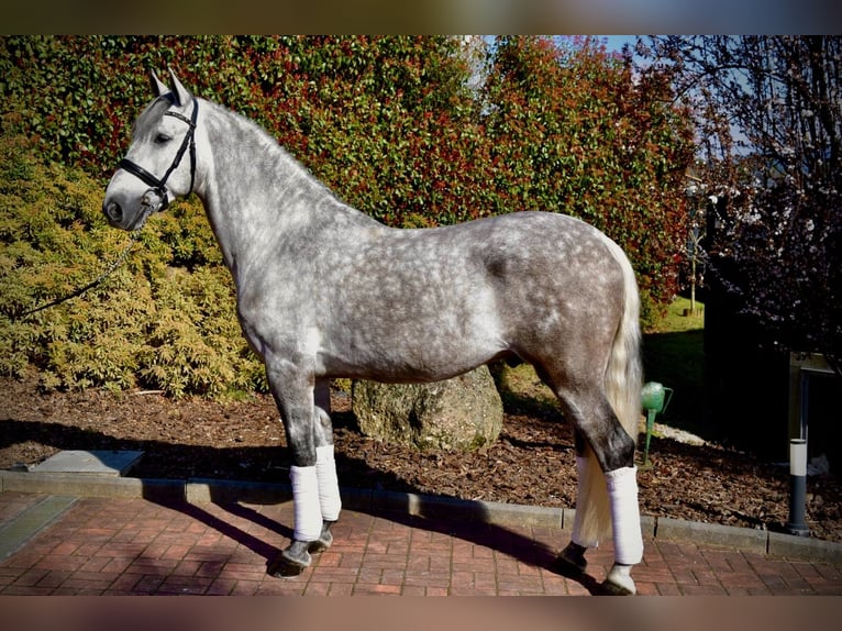 PRE Caballo castrado 5 años 163 cm Tordo in Guimarães